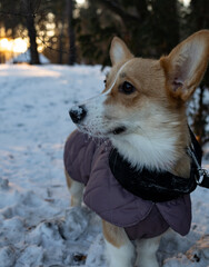 corgi dog in snow