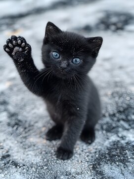 Black Kitten Waving Paw in Snow