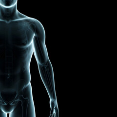 Human Skeleton with Lower Back Pain