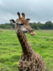 Obraz premium giraffe eating grass