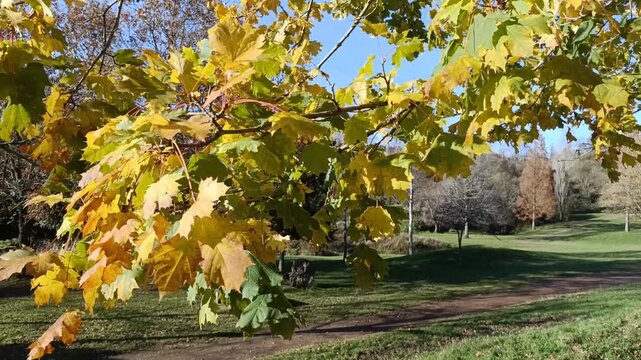 Maple branch with yellowing leaves swaying in the wind during autumn in a sunny forest