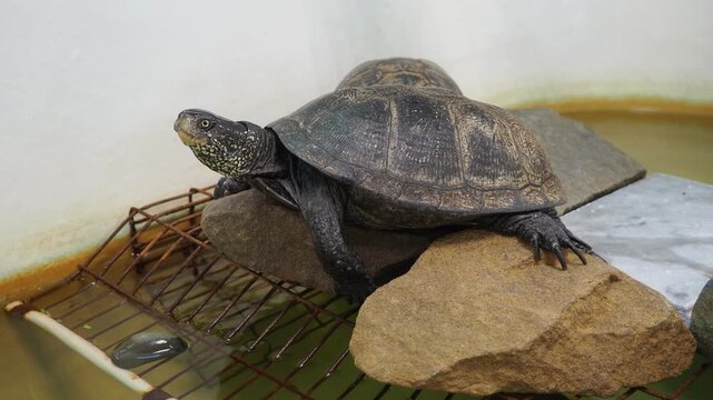 European pond turtle Emys orbicularis, European pond terrapin and the European pond tortoise, is a species of long-living freshwater turtle in the family Emydidae. Endemic to the Western Palearctic.