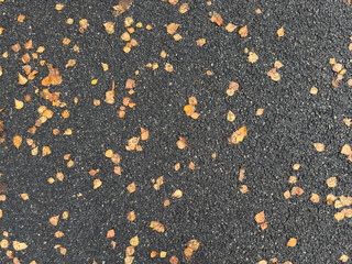 Texture of black asphalt road surface covered with scattered yellow autumn leaves