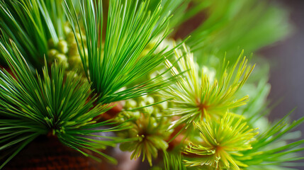Macro pine needles with fresh green growth