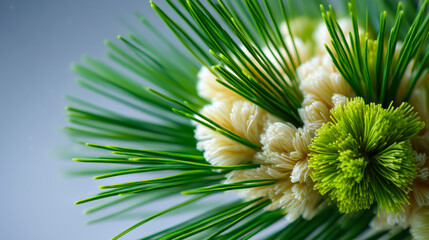 Macro pine needles with white blossoms and green bud