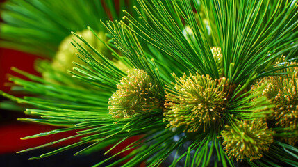 Macro of pine needles and pine cones