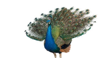 Obraz premium peacock isolated on white