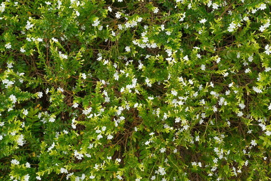 Close Up of White False Heather Flowers or Cuphea Hyssopifolia With Vibrant Green Foliage