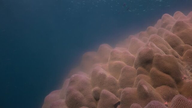 Hard coral spawning diagonally across the frame, releasing reproductive material into the blue water. 
