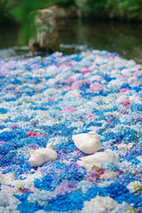 雨引観音のアヒルと紫陽花