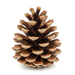 A large brown pinecone on a white background