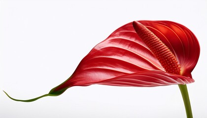 Red Flamingo Flower In Bloom Isolated On A White Background