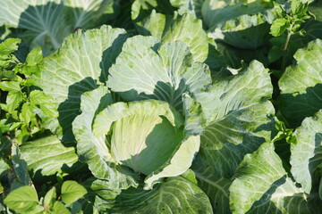 Fresh green cabbage growing in a vegetable garden, with crisp leaves and morning dew, symbolizing organic farming and healthy agricultural produce