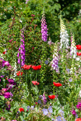 Stunning foxglove flowers in a summer garden flowerbed. Purple pink and red plants blooming in an English garden © mreco