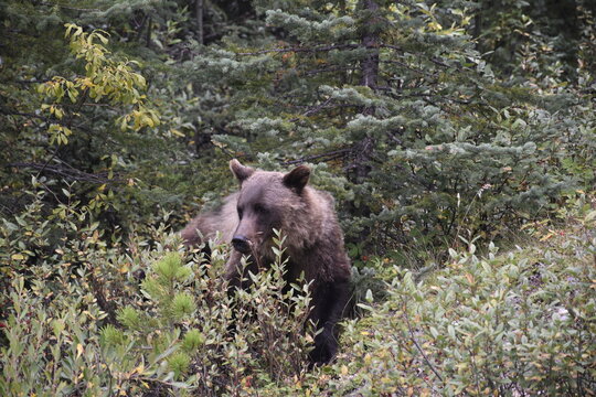 Joven oso grizzly en el parque nacional Jasper, Canada