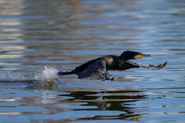 Cormor&aacute;n iniciando el vuelo