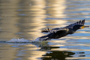 Cormor&aacute;n iniciando el vuelo