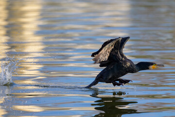 Cormor&aacute;n iniciando el vuelo