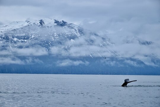 Avistamiento de ballenas jorobadas desde el puerto de Husavik, Islandia