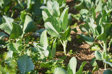 Chinese kale plants growing in a vegetable field, fresh green leaves in sunlight, representing healthy crops and sustainable farming