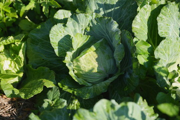 Naklejka premium Fresh green cabbage growing in a vegetable garden, with crisp leaves and morning dew, symbolizing organic farming and healthy agricultural produce