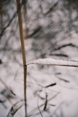 Obraz premium Close-up of dried reeds and grass covered with fresh snow in winter, natural minimal detail showing cold season textures, frozen plants, quiet lakeside or wetland atmosphere.