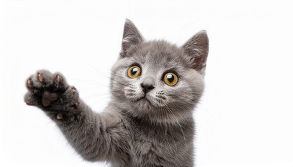 A Curious British Shorthair Kitten With Big Golden Eyes And A Playful Paw Reaches Out On A On Transparent Background