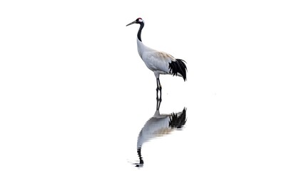 Obraz premium Elegant White Stork Standing in Water with Reflection Marine Endangered Species Photos