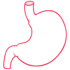 Stomach outline icon in minimal line art style