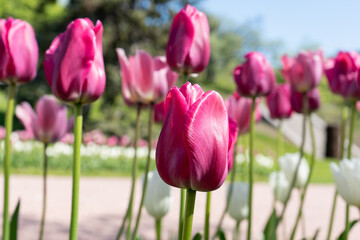 Close-up of a group of pink tulips in bloom in an outdoor garden, with green foliage and a blue sky in the blurred background.