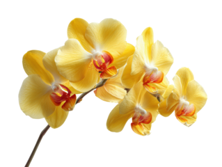 Bright Yellow Orchid Flower Blooms