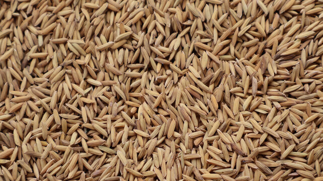 Fullscreen dry rice grains texture