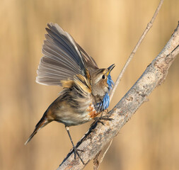 Bluethroat, Luscinia svecica. A male bird sits on a branch and flaps its wings, looking up