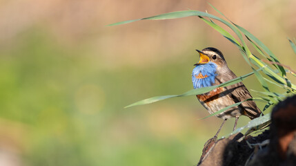 Bluethroat, Luscinia svecica. A bird sings, sitting on a hill covered with grass