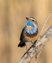 Bluethroat, Luscinia svecica. A bird sings while sitting on a branch, a beautiful background