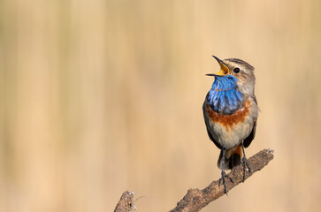 Luscinia svecica. Early in the morning, a bird sings while sitting on a branch. Place for text