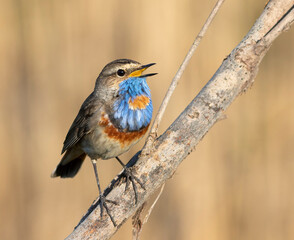 Bluethroat, Luscinia svecica. A male bird sits on a branch and sings, flat background