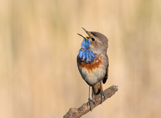Bluethroat, Luscinia svecica. Early in the morning, a bird sings while sitting on a branch