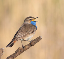 Bluethroat, Luscinia svecica. A male bird sings while sitting on a dry branch, beautiful background