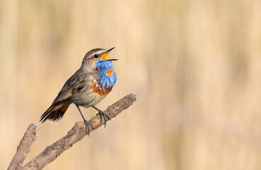 Bluethroat, Luscinia svecica. On a sunny morning, a bird sings while sitting on a branch