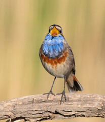 Bluethroat, Luscinia svecica. A male sings while sitting on a thick dry branch on the riverbank