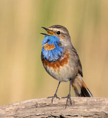 Bluethroat, Luscinia svecica. A male sings while sitting on a thick dry branch on the riverbank