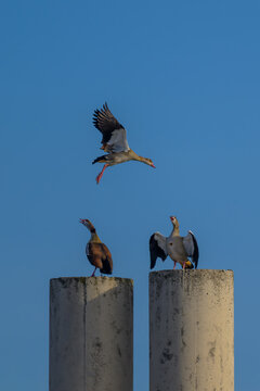 Patos y gansos en arquitectura
