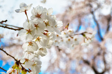 Obraz premium 京都 平野神社 美しい桜 コピースペースあり（日本京都府京都市） Beautiful cherry blossoms in Hirano Shrine, Kyoto,copy space available (Kyoto City, Kyoto Prefecture, Japan) 