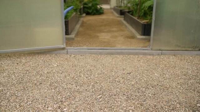 Open door of a modern backyard greenhouse revealing a gravel path and raised garden beds with leafy green plants