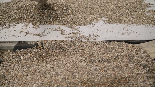 Gravel aggregate covering white landscape fabric, forming a drainage layer for construction or landscaping projects. Diy ground preparation