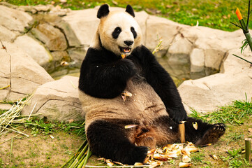 Obraz premium giant panda eating bamboo