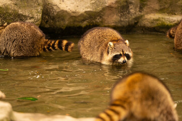 ring tailed lemur in water © bao