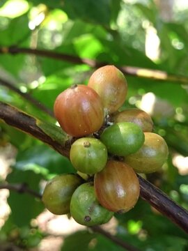 green coffee
