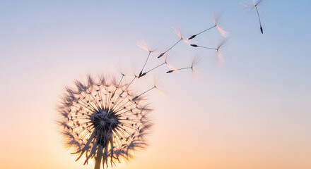 Macro shot of dandelion seed head releasing pappus seeds against